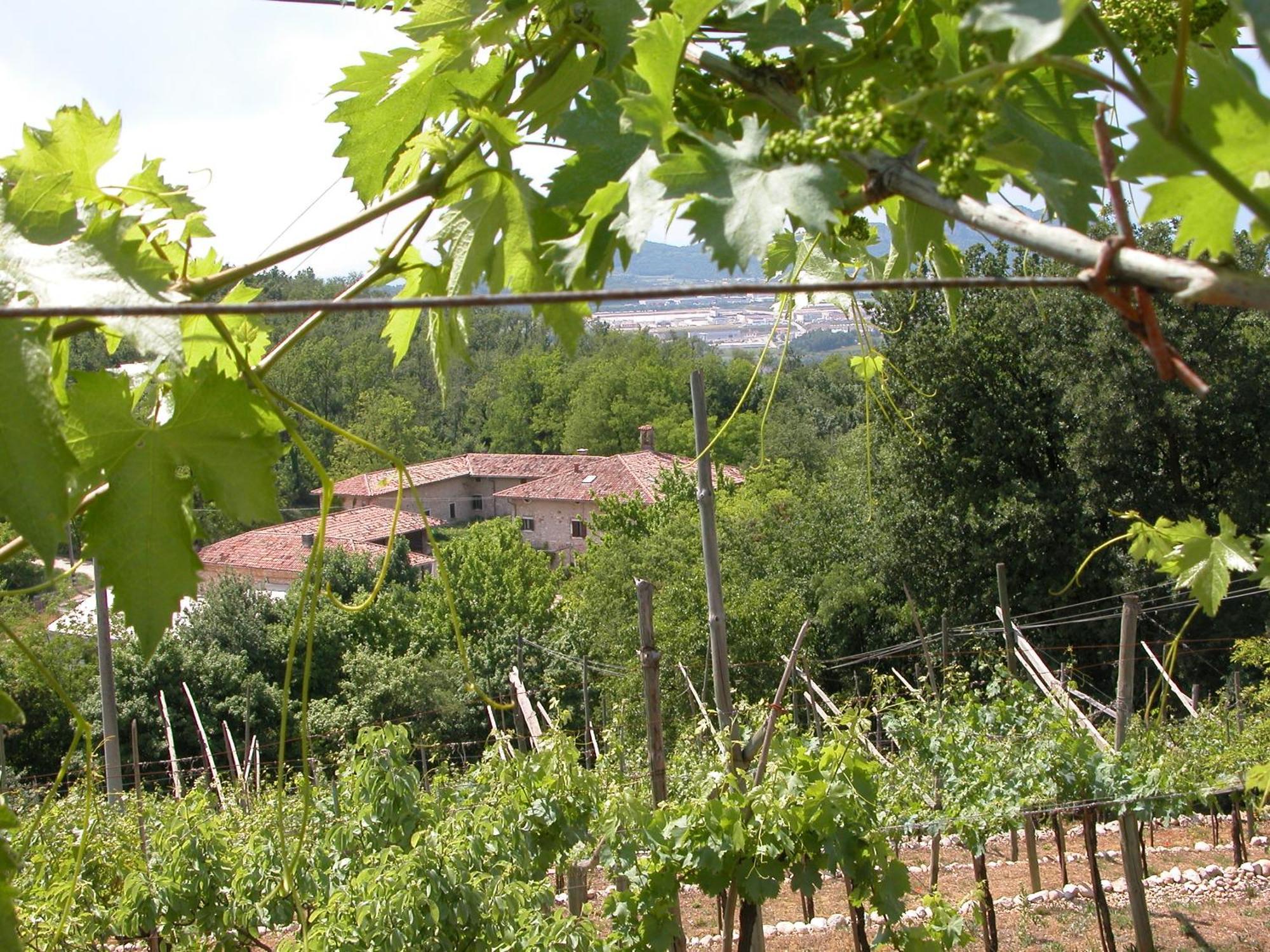 Agriturismo Ca' Verde SantʼAmbrogio di Valpolicella Exterior foto